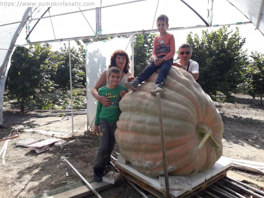 Progeny for Pumpkin seed (1927.5 Daletas 2018).